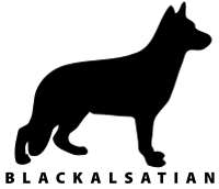 Port Elizabeth Web Designer | Black Alsatian